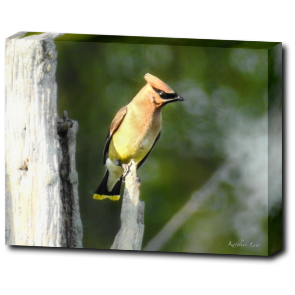 noncffretailproduct1